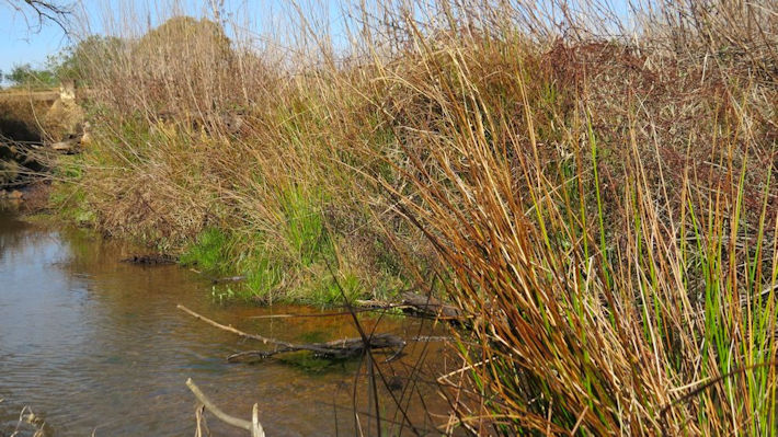 dargle River in July